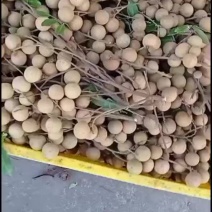 我处龙眼大量上市了，欢迎全国收购商过来收购！诚信合作共赢