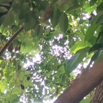 花梨树