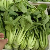 我是河北省邯郸市永年区小油菜市场，大量有货，需要联系我