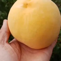 黄桃