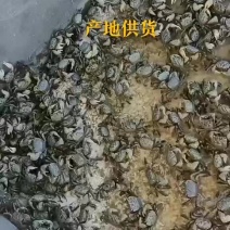 蟛蜞～蟛蜞螯