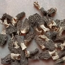 羊肚菌