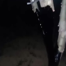 大红袍伏油花椒