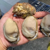 生蚝