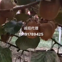 眉县徐香猕猴桃酸甜刚刚好
