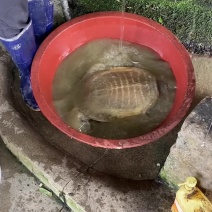 正宗黄沙鳖正宗广西金田黄沙鳖甲鱼规格齐全源头批发欢迎咨询