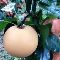 秋月梨