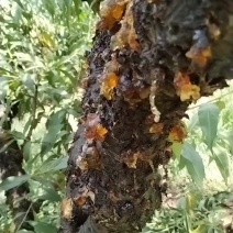 桃胶，（又称桃油）