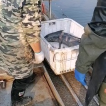 大青鱼