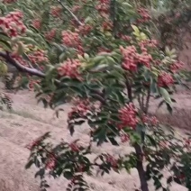 大果粒花椒种苗。狮子头花椒种苗