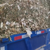 玉米秸秆青储