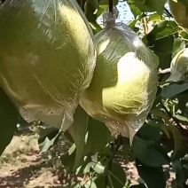 鸭梨，阳信县万亩梨园鸭梨，大量上市，货好量大，欢迎下单。