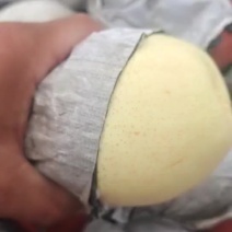 白鸭梨