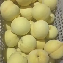 沂源黄金，金皇后。