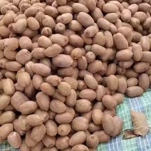 湘西米良一号猕猴桃