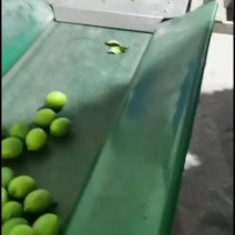 柑桔
