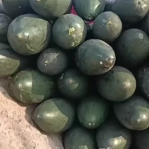 河南省新野县万亩吊冬瓜