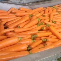 精品便宜胡萝卜🥕大量现货供应需要的老板联系