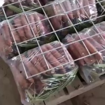 半苗货胡萝卜🥕大量现货供应产品供应价格优惠