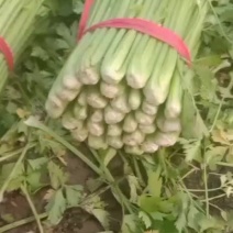 皇妃西芹
