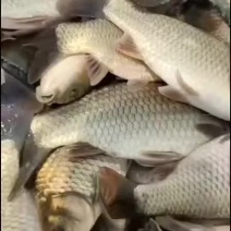 黄金鲫垂钓专用