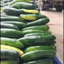 亳州黑皮冬瓜大量上市了，有需要的可以联系