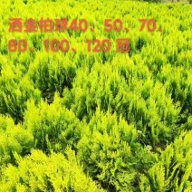 洒金柏球洒金柏苗40-120冠大小规格都有有量