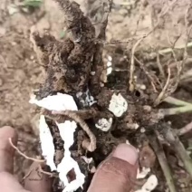 白芍芽头