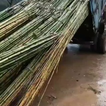 各类竹子，产地一手货源诚信经营绝不缺根少量，