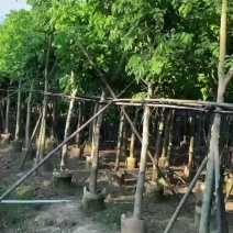 腊肠树，高度3～4米，胸径10～12公分