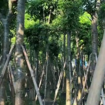 海南红豆6～8～10～12～15需要可以联系