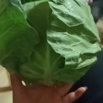 甘蓝