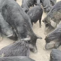 纯种放养藏香猪。大量出货。