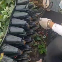 山东菏泽红颜，妙七，章姬，天使八号，香野