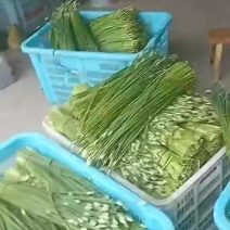 韭菜苔