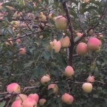 中秋王苹果