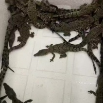 湾鳄苗