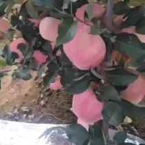 红钱富士苹果