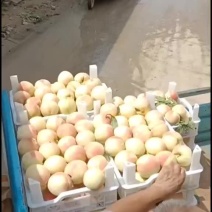 千亩桃园基地中秋王桃大量上市中有需要联系我