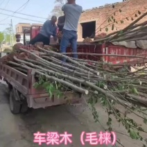 车梁木安阳大量供应欢迎咨询