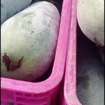 小冬瓜