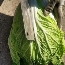 【优选】黑龙江铁力大白菜大量有货产地直发欢迎订购