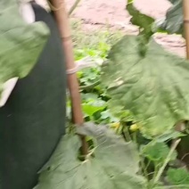 黑皮吊冬瓜