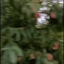 千亩桃园基地离核秋彤桃大量上市中有需要联系我