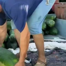 黑皮冬瓜，量大，邢台柏乡产地
