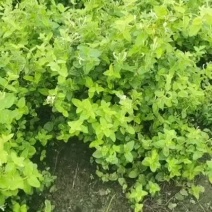 低价出四季花三年大苗，2.5-3公分，高20cm左右