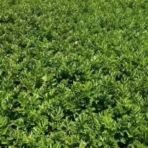 高原夏菜，各种菜有想法的联系