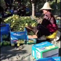 原平酥梨大量上市中，需要的联系我。