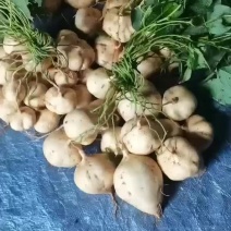 凉薯