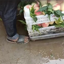 千亩桃园基地中秋王桃大量上市中有需要联系我